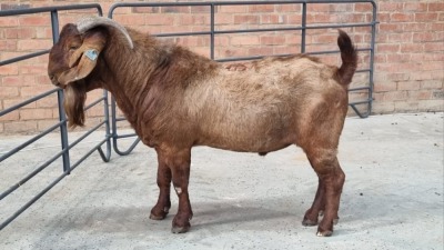 1x KALAHARI RED MALE JOHAN NELL (Pay per Animal)