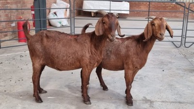 2x KALAHARI RED FEMALE JOHAN NELL (Pay per Animal)