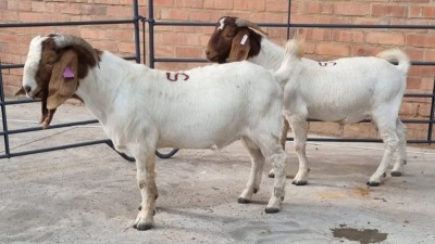 2x BOERBOK MALE LOVERS MOHLALA (Pay per Animal)