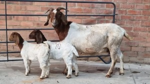 1x BOERBOK FEMALE POEN DE BRUYN (Pay per Animal)