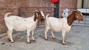 2x BOERBOK FEMALE POEN DE BRUYN (Pay per Animal)