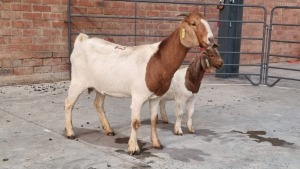 1x BOERBOK FEMALE POEN DE BRUYN (Pay per Animal)