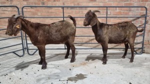 2x KALAHARI RED FEMALE STUART MAPSTONE (Pay per Animal)