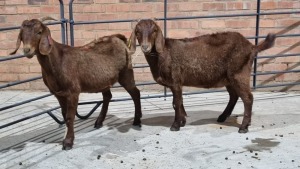 2x KALAHARI RED FEMALE STUART MAPSTONE (Pay per Animal)