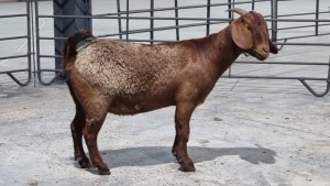 1x KALAHARI RED FEMALE STUART MAPSTONE (Pay per Animal)