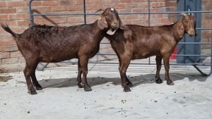 2x KALAHARI RED FEMALE STUART MAPSTONE (Pay per Animal)