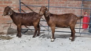 2x KALAHARI RED FEMALE STUART MAPSTONE (Pay per Animal)