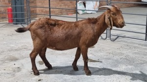 1x KALAHARI RED FEMALE STUART MAPSTONE (Pay per Animal)