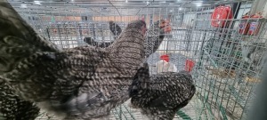 3x CHICKENS M+F MASCH MEATMASTERS / ASHER CHELOPO (Pay per Animal)