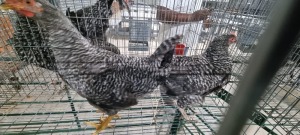 2x CHICKENS 0 MASCH MEATMASTERS / ASHER CHELOPO (Pay per Animal)
