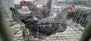 3x CHICKENS FEMALE MASCH MEATMASTERS / ASHER CHELOPO (Pay per Animal)