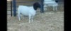 1X DORPER RAM NOOITGEDACHT DORPERSTOET - STOET/STUD