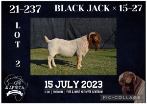 1X BOER GOAT FLOCK BUCK KARSTEN BOERBOKSTOET