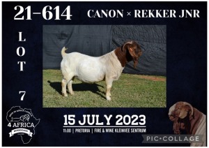 WITHDRAWN - 1X BOER GOAT BUCK KARSTEN BOERBOKSTOET