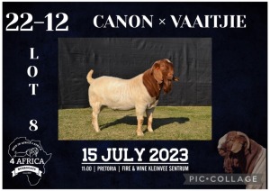 1X BOER GOAT STUD BUCK KARSTEN BOERBOKSTOET