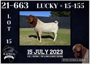 1X BOER GOAT FLOCK BUCK KARSTEN BOERBOKSTOET