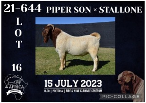 1X BOER GOAT STUD BUCK KARSTEN BOERBOKSTOET