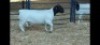 1X DORPER RAM NOOITGEDACHT DORPERSTOET - STOET/STUD - 2