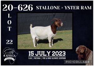 1+2X BOER GOAT STUD DOE KARSTEN BOERBOKSTOET