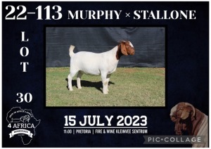 1X BOER GOAT STUD DOE KARSTEN BOERBOKSTOET