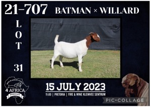 1X BOER GOAT FLOCK DOE KARSTEN BOERBOKSTOET