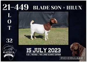 1X BOER GOAT FLOCK DOE KARSTEN BOERBOKSTOET