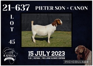 1X BOER GOAT STUD DOE KARSTEN BOERBOKSTOET