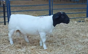 1X DORPER RAM NOOITGEDACHT DORPERSTOET - STOET/STUD