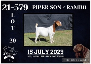 1X BOER GOAT STUD DOE KARSTEN BOERBOKSTOET