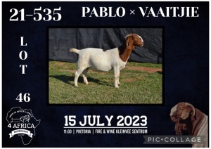 1X BOER GOAT FLOCK DOE KARSTEN BOERBOKSTOET