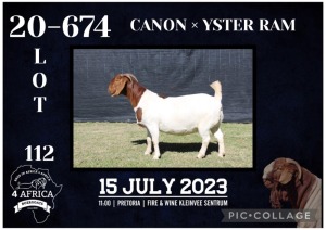 1X BOER GOAT FLOCK DOE KARSTEN BOERBOKSTOET