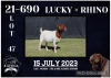 1X BOER GOAT STUD DOE KARSTEN BOERBOKSTOET