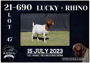 1X BOER GOAT STUD DOE KARSTEN BOERBOKSTOET