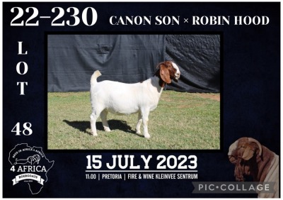 1X BOER GOAT FLOCK DOE KARSTEN BOERBOKSTOET