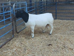 1X DORPER RAM NOOITGEDACHT DORPERSTOET - STOET/STUD