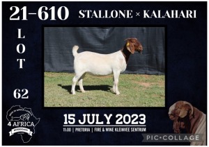 1X BOER GOAT STUD DOE KARSTEN BOERBOKSTOET