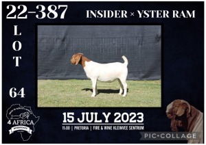 1X BOER GOAT STUD DOE KARSTEN BOERBOKSTOET