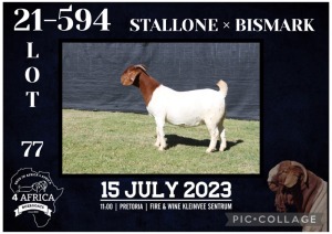 1X BOER GOAT FLOCK DOE KARSTEN BOERBOKSTOET