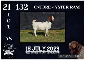 1X BOER GOAT STUD DOE KARSTEN BOERBOKSTOET