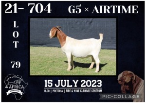 1X BOER GOAT STUD DOE KARSTEN BOERBOKSTOET