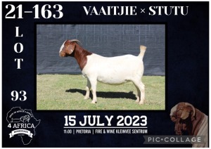 1X BOER GOAT STUD DOE KARSTEN BOERBOKSTOET