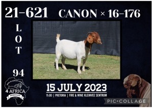 1X BOER GOAT FLOCK DOE KARSTEN BOERBOKSTOET