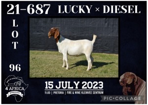 1X BOER GOAT FLOCK DOE KARSTEN BOERBOKSTOET