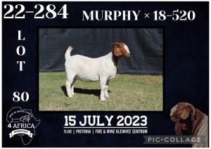 1X BOER GOAT STUD DOE KARSTEN BOERBOKSTOET