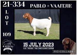 1X BOER GOAT FLOCK DOE KARSTEN BOERBOKSTOET