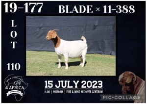 1X BOER GOAT FLOCK DOE KARSTEN BOERBOKSTOET