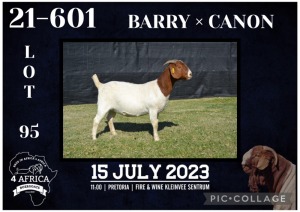 1X BOER GOAT FLOCK DOE KARSTEN BOERBOKSTOET