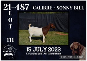 1X BOER GOAT FLOCK DOE KARSTEN BOERBOKSTOET