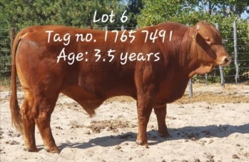 1 x Beefmaster Bull Eras van Niekerk 1765 7491