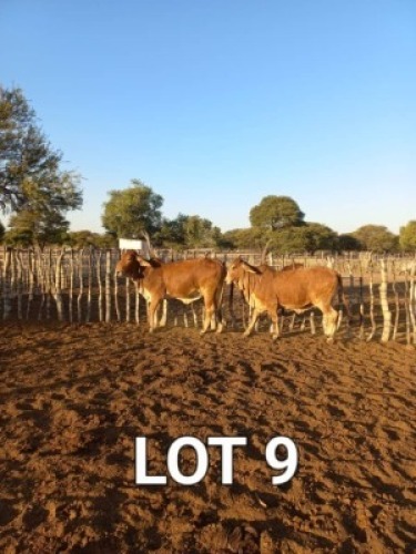 2 x Red Brahman Heifers Japhta Kuhanga (Pay per Animal)